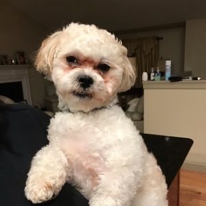 Meet your Posher, Dean